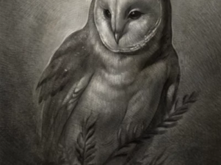 fine-art-barn-owl-portrait-fern-graphite-drawing-terry-ribera-san-diego
