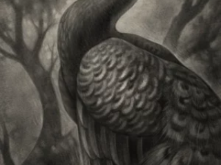 fine-art-peacock-charcoal-drawing-terry-ribera-san-diego