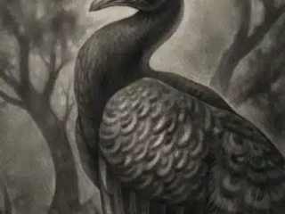 fine-art-peacock-graphite-illustration-terry-ribera-san-diego